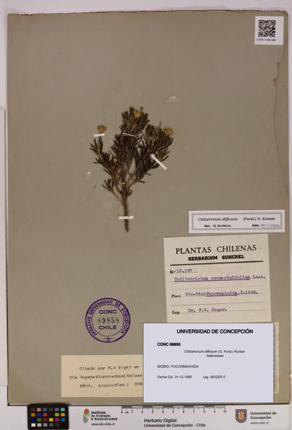 Chiliotrichum diffusum [Espécimen: UDEC:CONC:0089858]