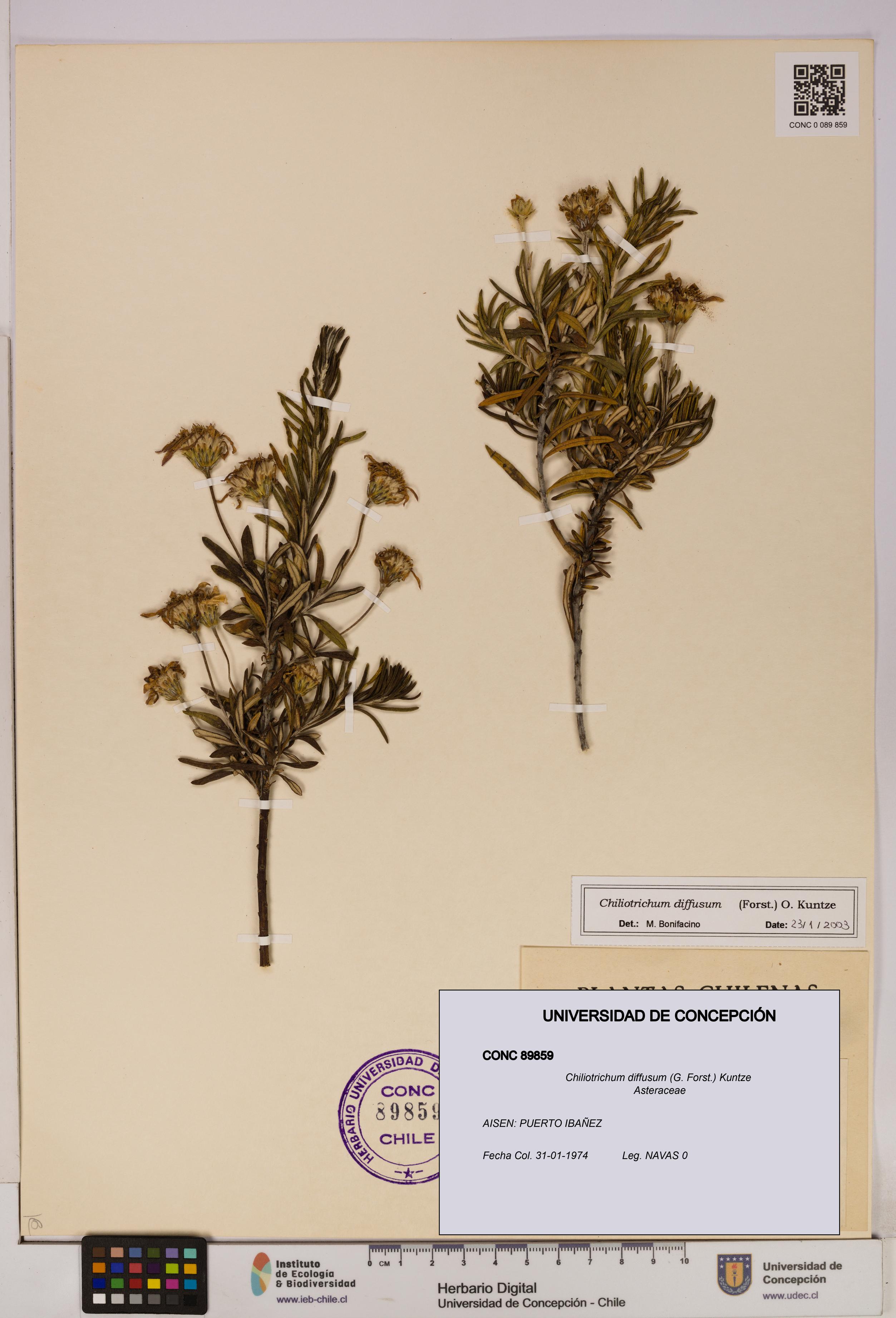 Chiliotrichum diffusum [Espécimen: UDEC:CONC:0089859]