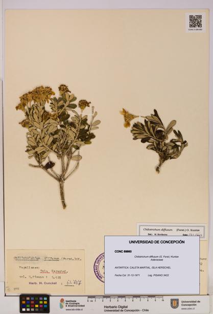 Chiliotrichum diffusum [Espécimen: UDEC:CONC:0089860]