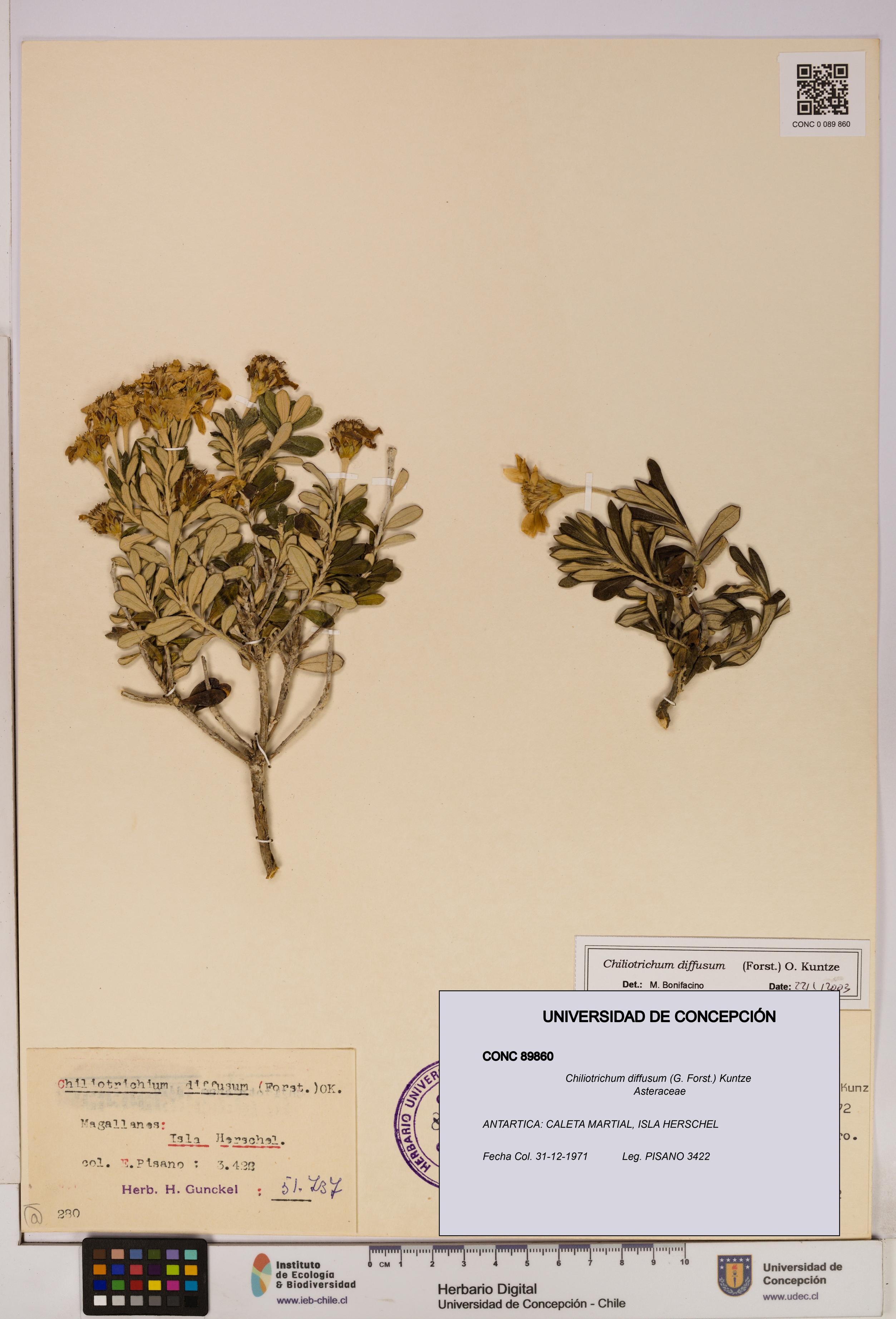 Chiliotrichum diffusum [Espécimen: UDEC:CONC:0089860]