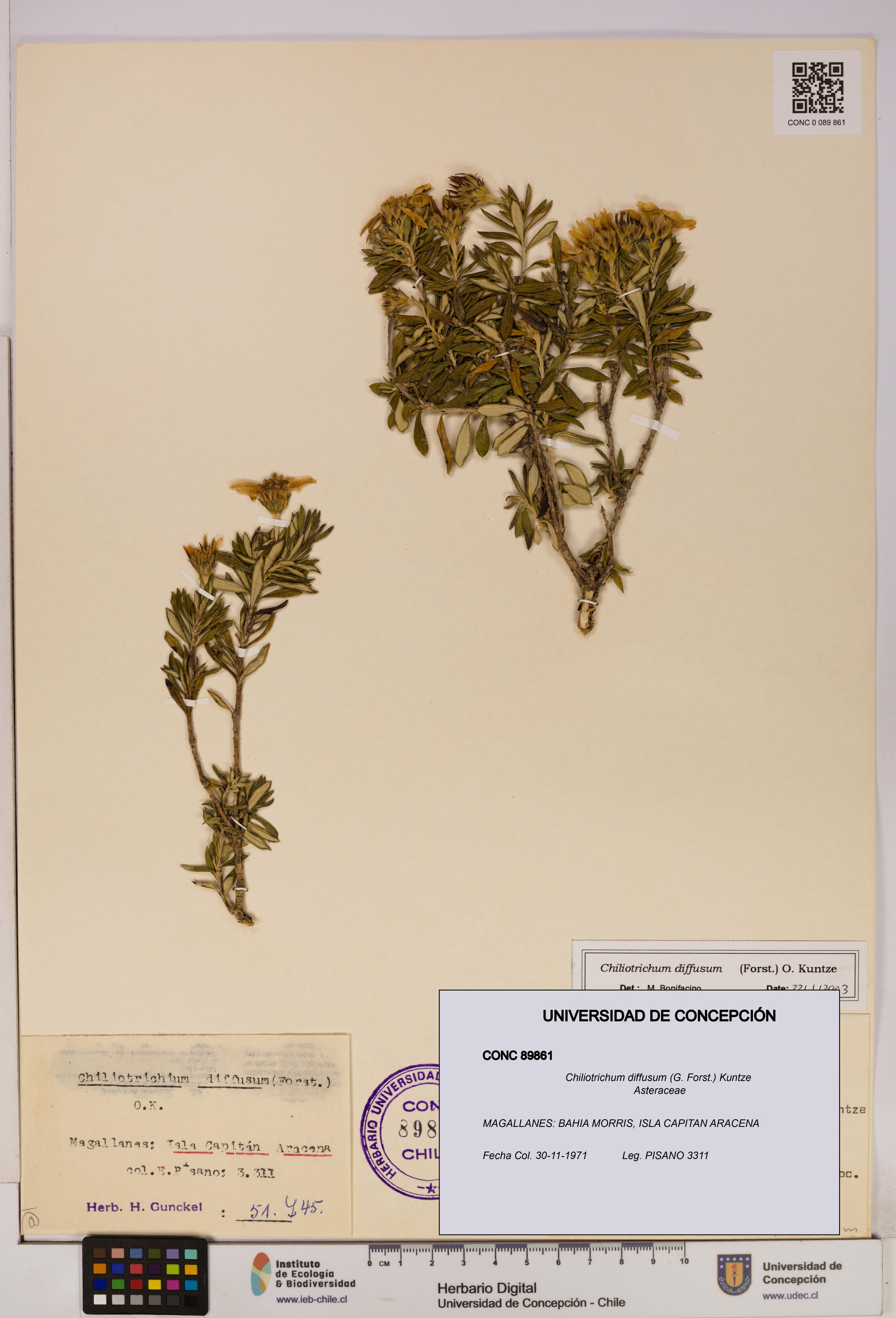 Chiliotrichum diffusum [Espécimen: UDEC:CONC:0089861]