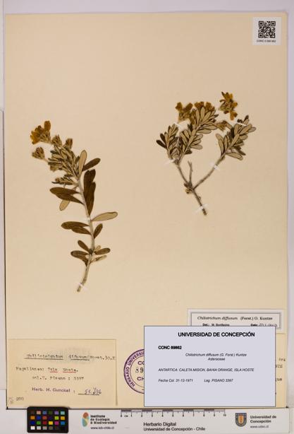 Chiliotrichum diffusum [Espécimen: UDEC:CONC:0089862]