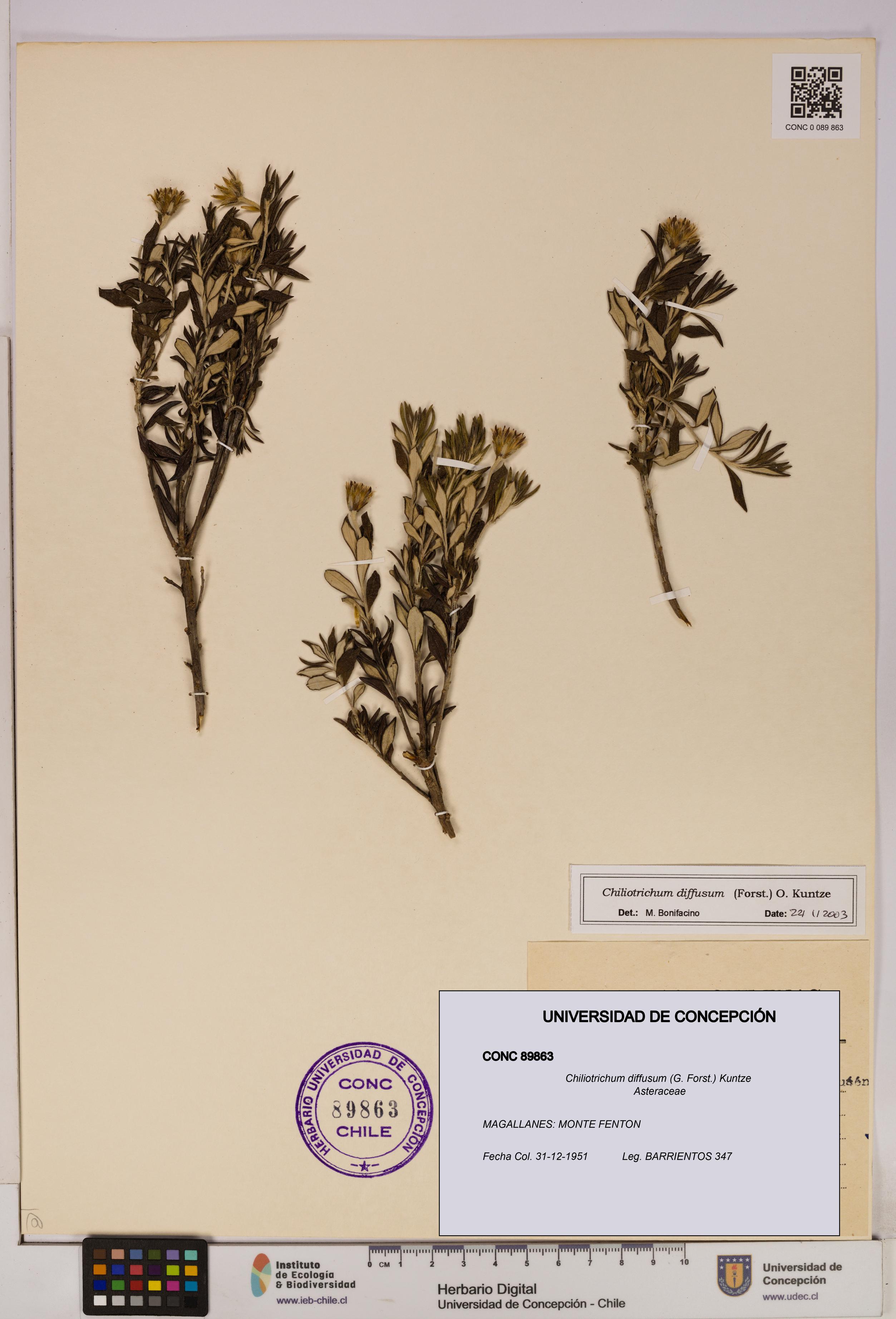 Chiliotrichum diffusum [Espécimen: UDEC:CONC:0089863]