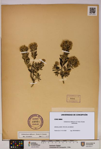 Chiliotrichum diffusum [Espécimen: UDEC:CONC:0089864]