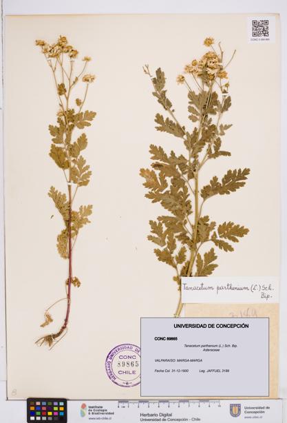 Tanacetum parthenium [Espécimen: ]