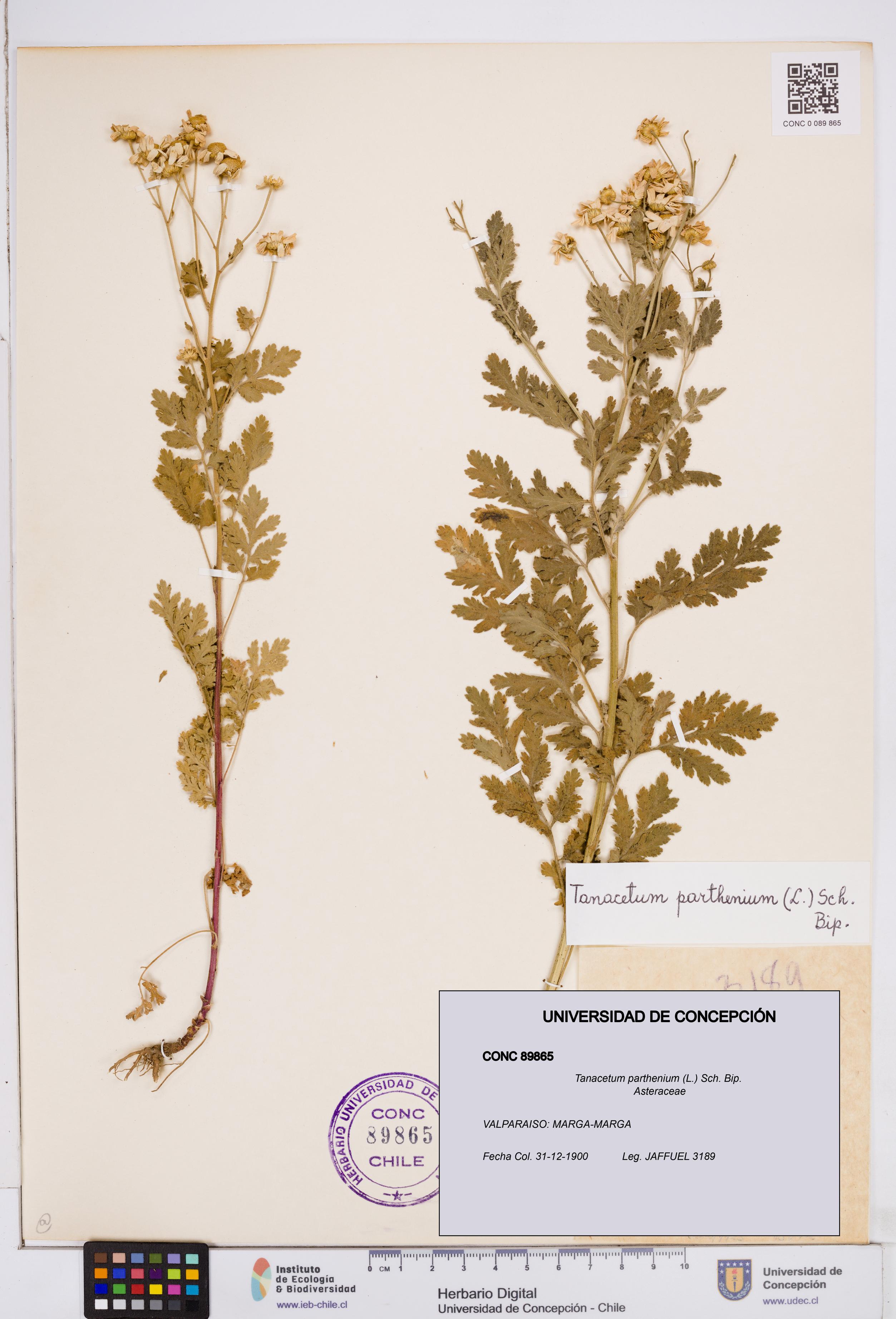 Tanacetum parthenium [Espécimen: ]