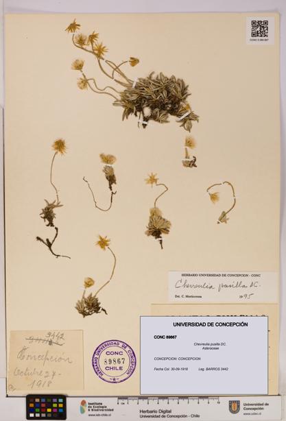 Chevreulia pusilla [Espécimen: UDEC:CONC:0089867]