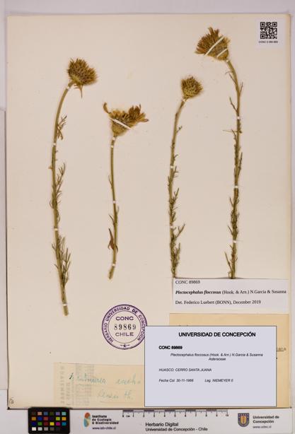 Plectocephalus floccosus [Espécimen: UDEC:CONC:0089869]