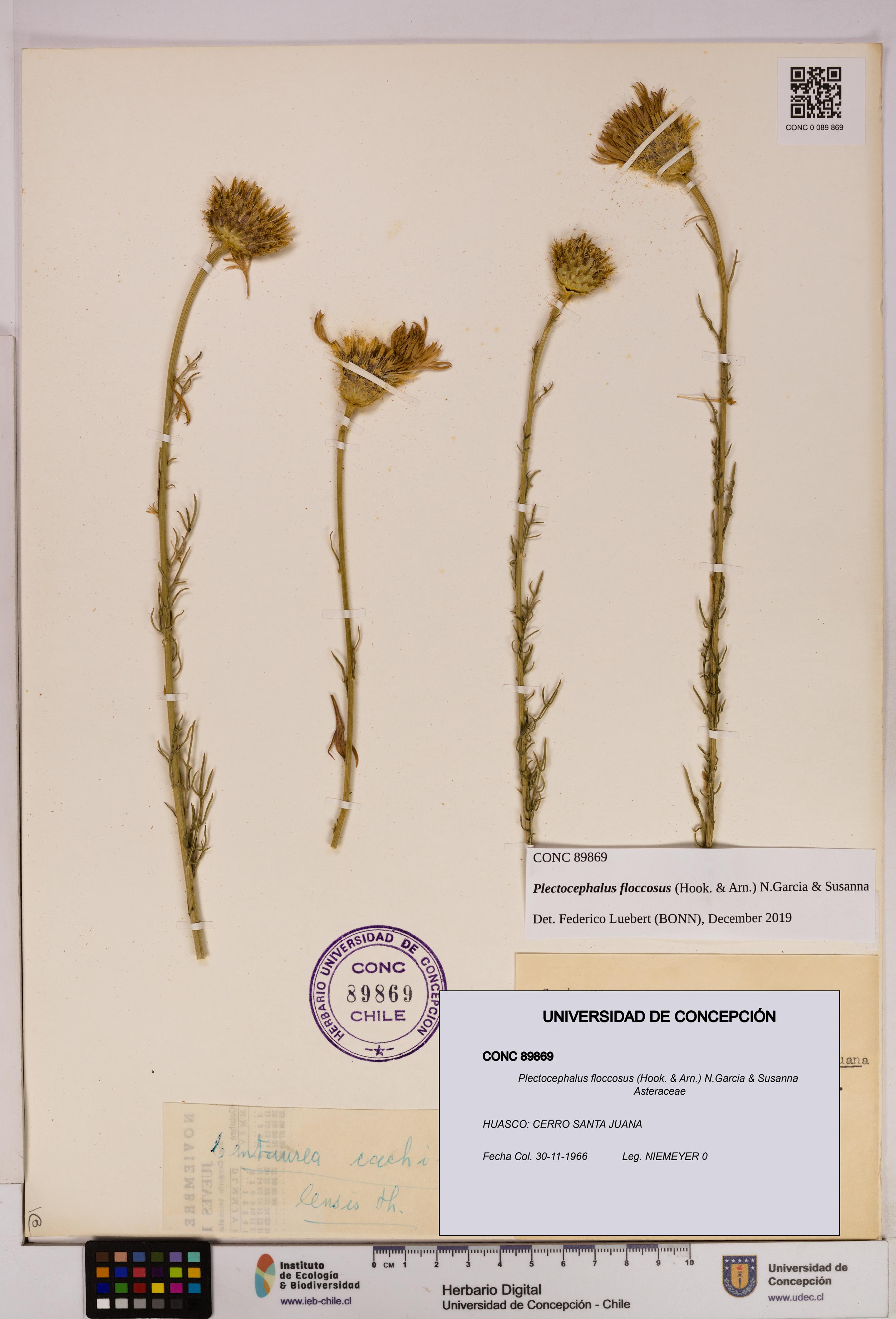 Plectocephalus floccosus [Espécimen: UDEC:CONC:0089869]