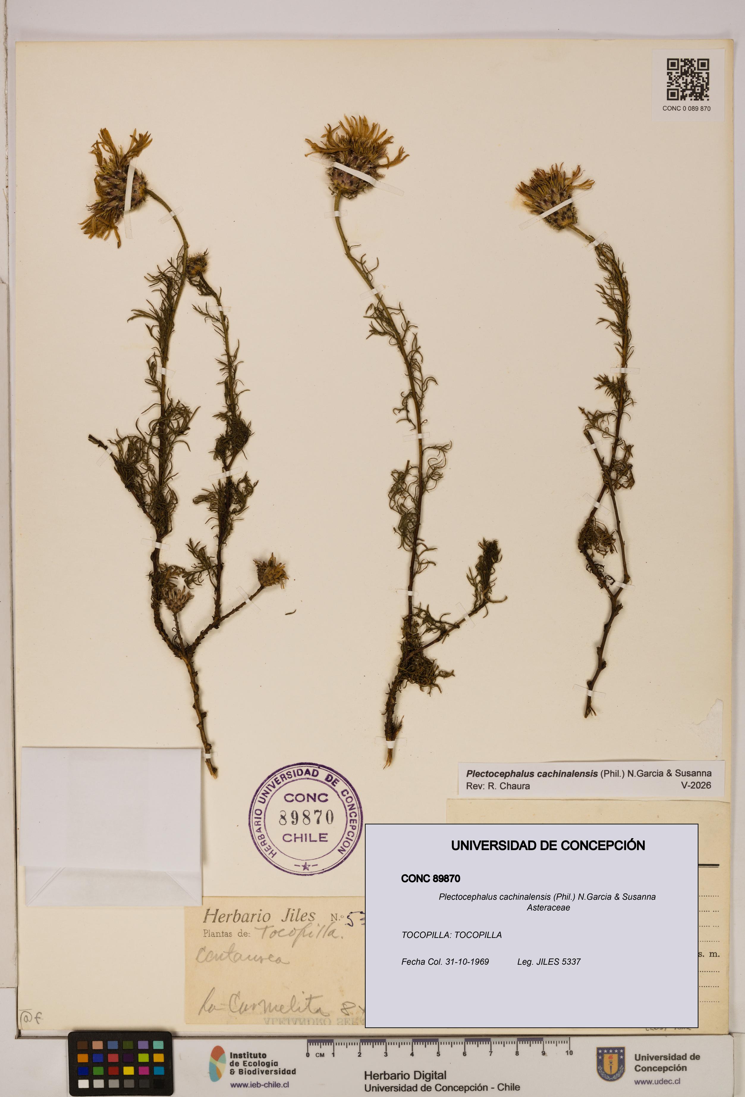 Plectocephalus cachinalensis [Espécimen: ]