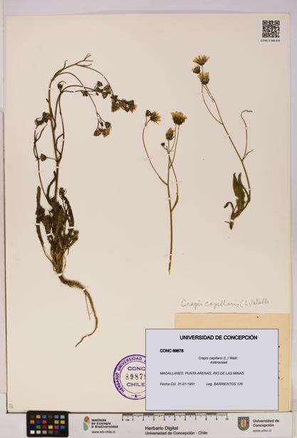 Crepis capillaris [Espécimen: UDEC:CONC:0089878]