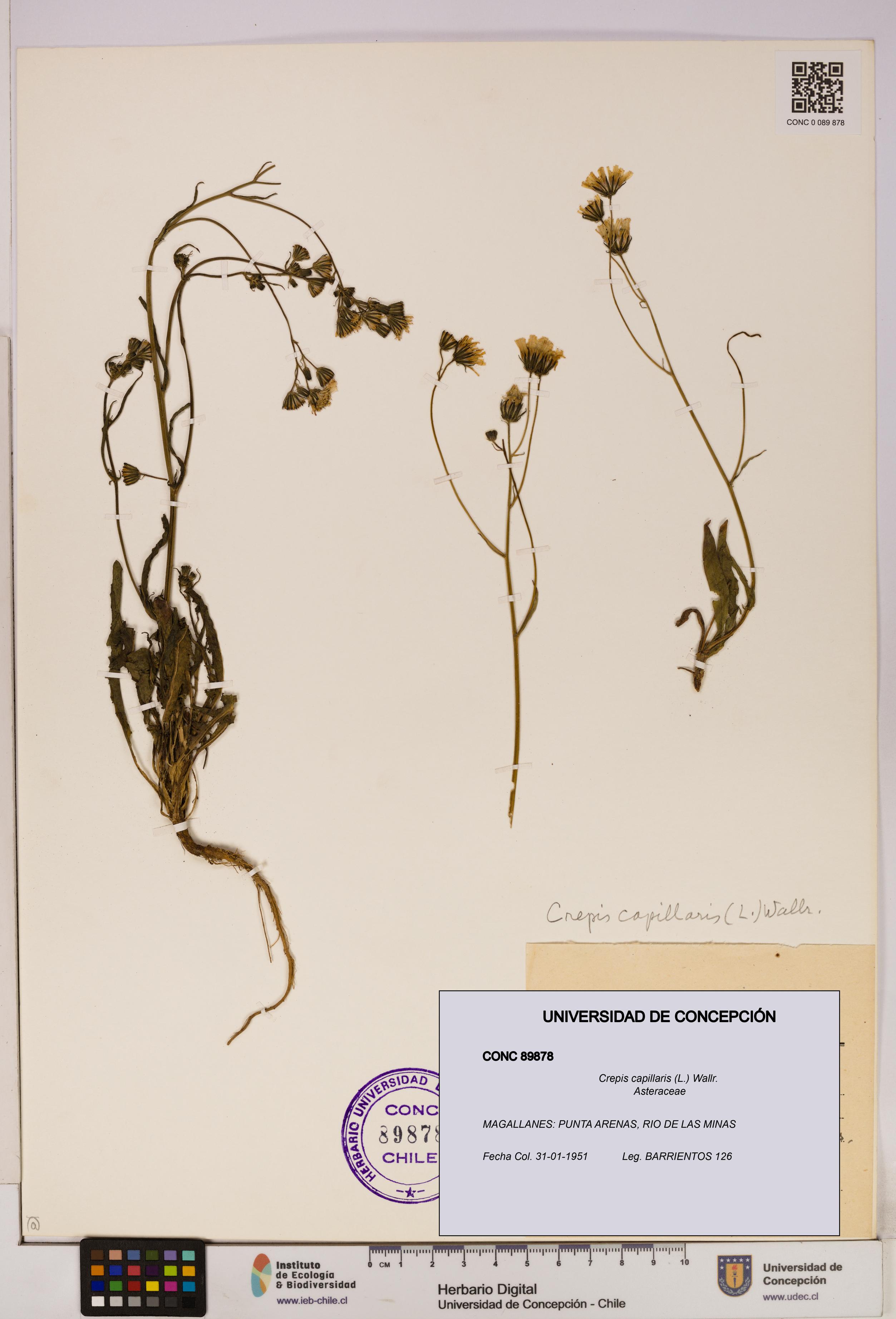 Crepis capillaris [Espécimen: UDEC:CONC:0089878]