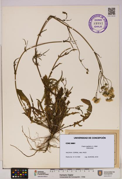 Crepis capillaris [Espécimen: UDEC:CONC:0089881]