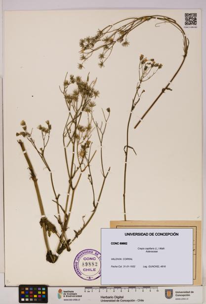 Crepis capillaris [Espécimen: UDEC:CONC:0089882]