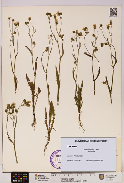 Crepis capillaris [Espécimen: UDEC:CONC:0089883]