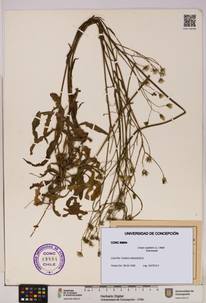Crepis capillaris [Espécimen: UDEC:CONC:0089884]