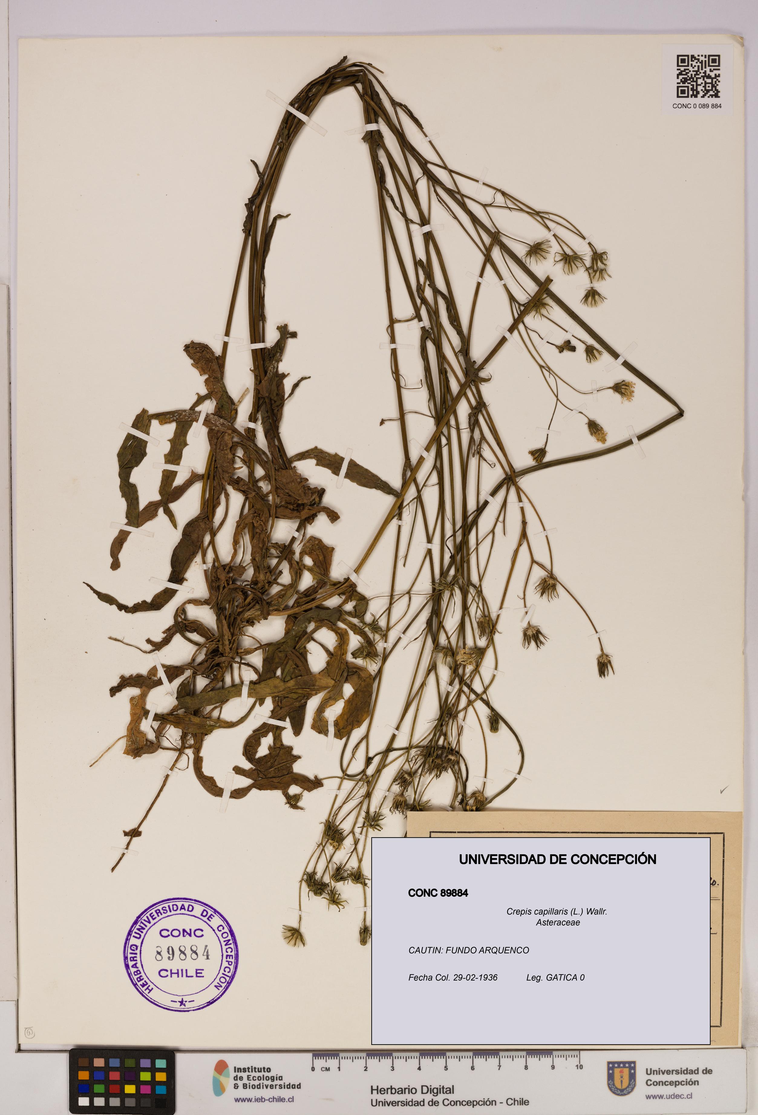 Crepis capillaris [Espécimen: UDEC:CONC:0089884]