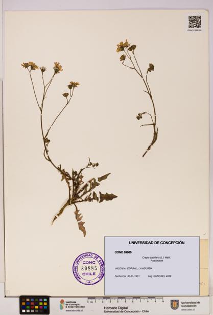 Crepis capillaris [Espécimen: UDEC:CONC:0089885]