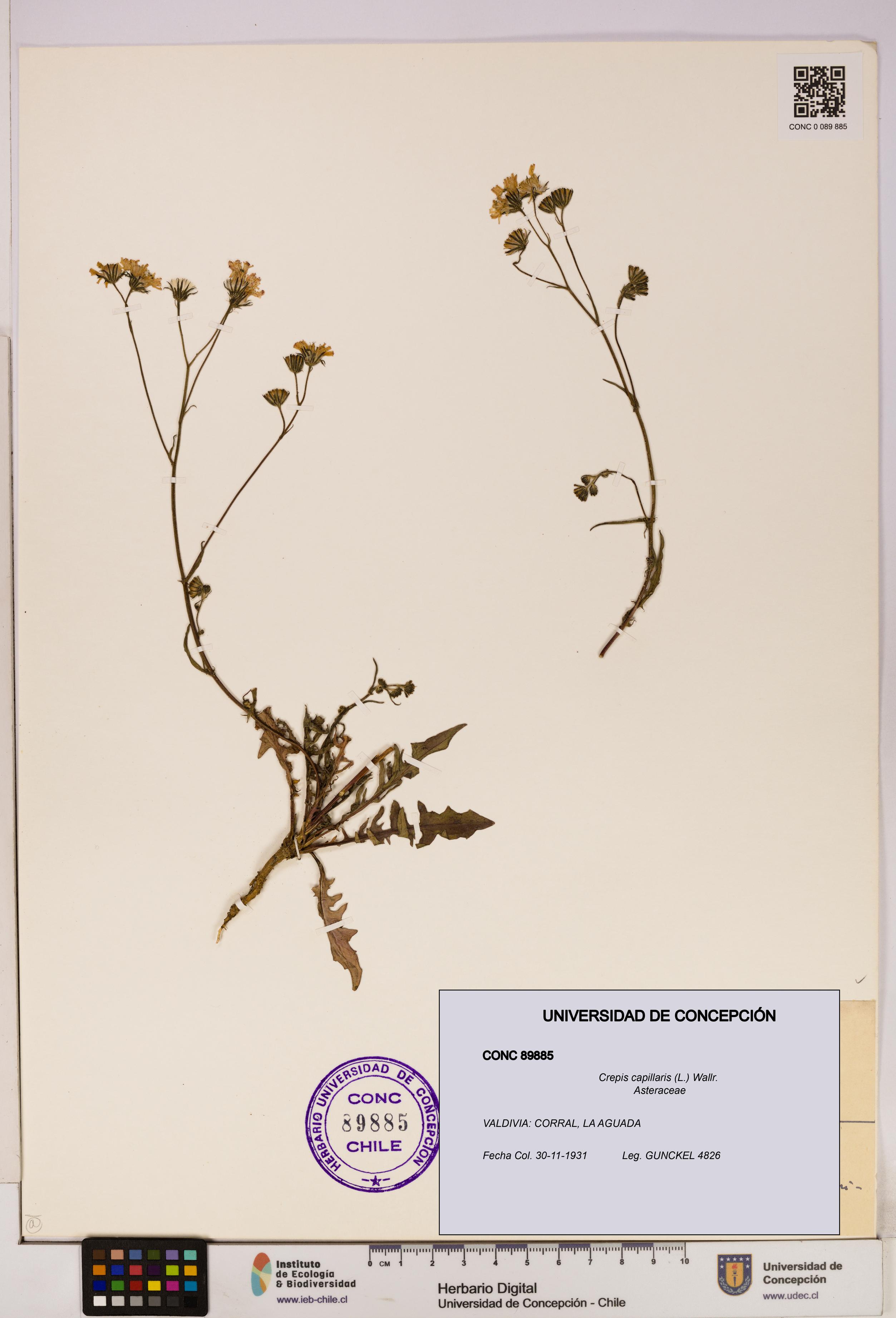 Crepis capillaris [Espécimen: UDEC:CONC:0089885]