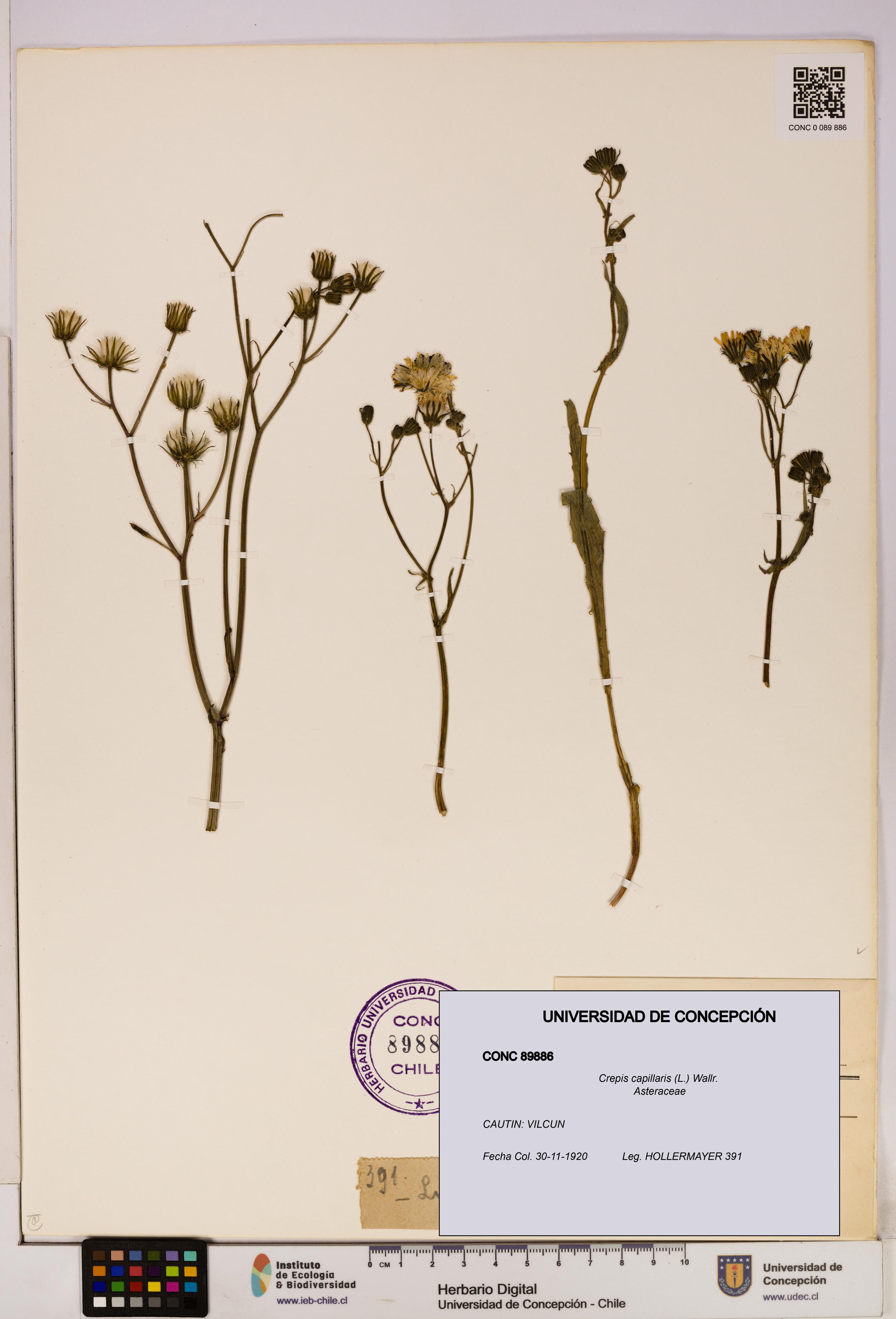 Crepis capillaris [Espécimen: UDEC:CONC:0089886]