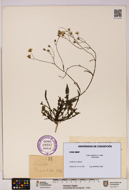 Crepis capillaris [Espécimen: UDEC:CONC:0089887]