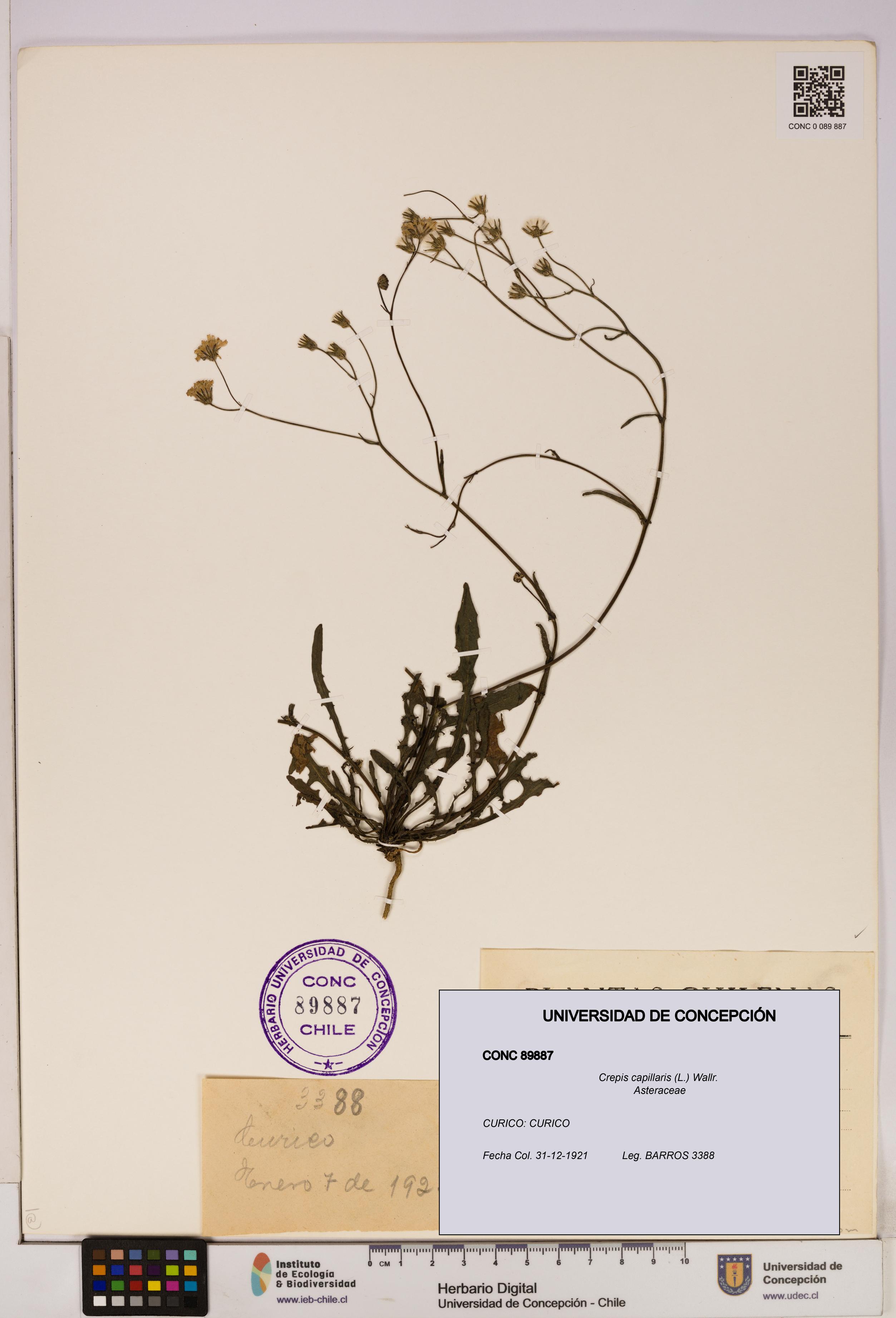 Crepis capillaris [Espécimen: UDEC:CONC:0089887]