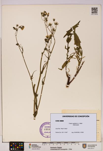 Crepis capillaris [Espécimen: UDEC:CONC:0089888]