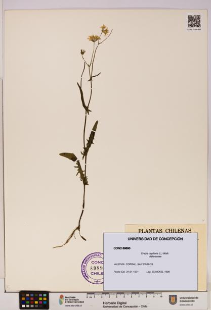 Crepis capillaris [Espécimen: UDEC:CONC:0089890]