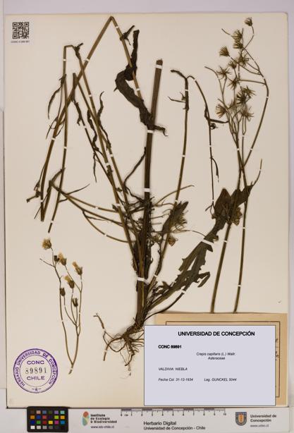 Crepis capillaris [Espécimen: UDEC:CONC:0089891]
