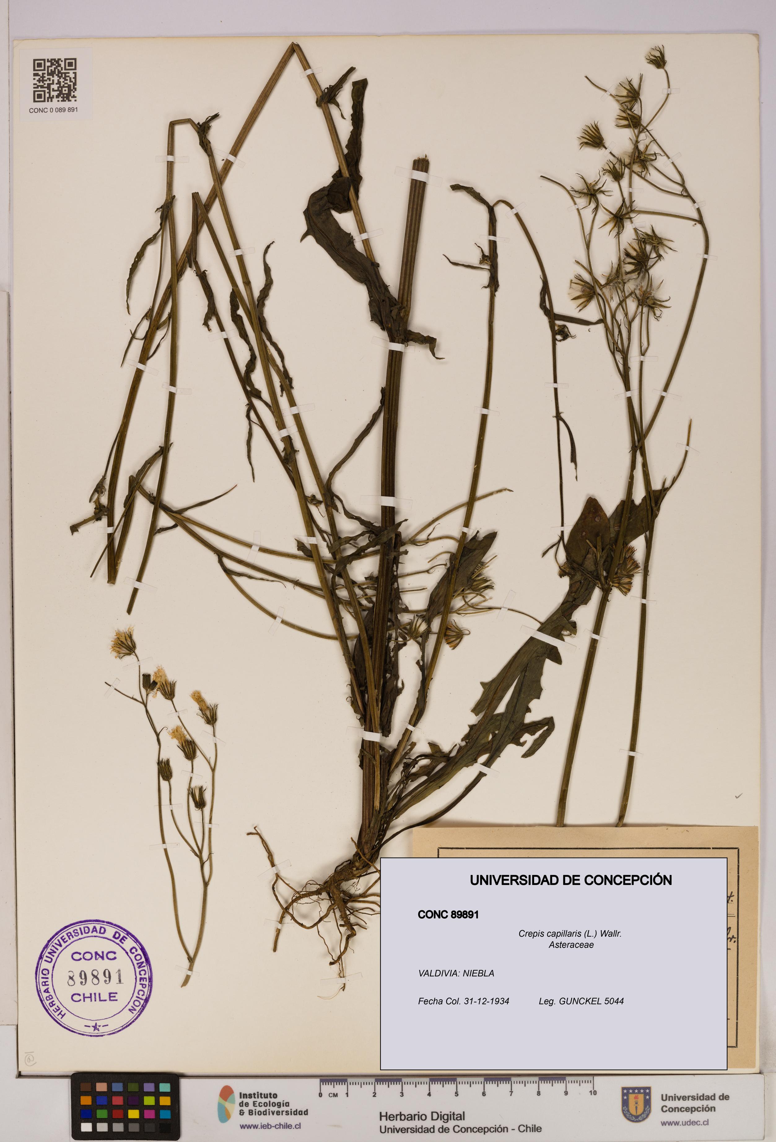 Crepis capillaris [Espécimen: UDEC:CONC:0089891]