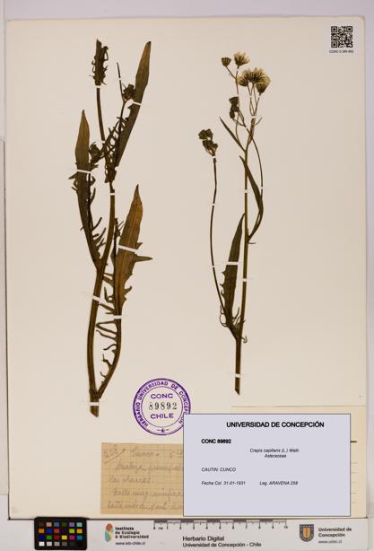 Crepis capillaris [Espécimen: UDEC:CONC:0089892]