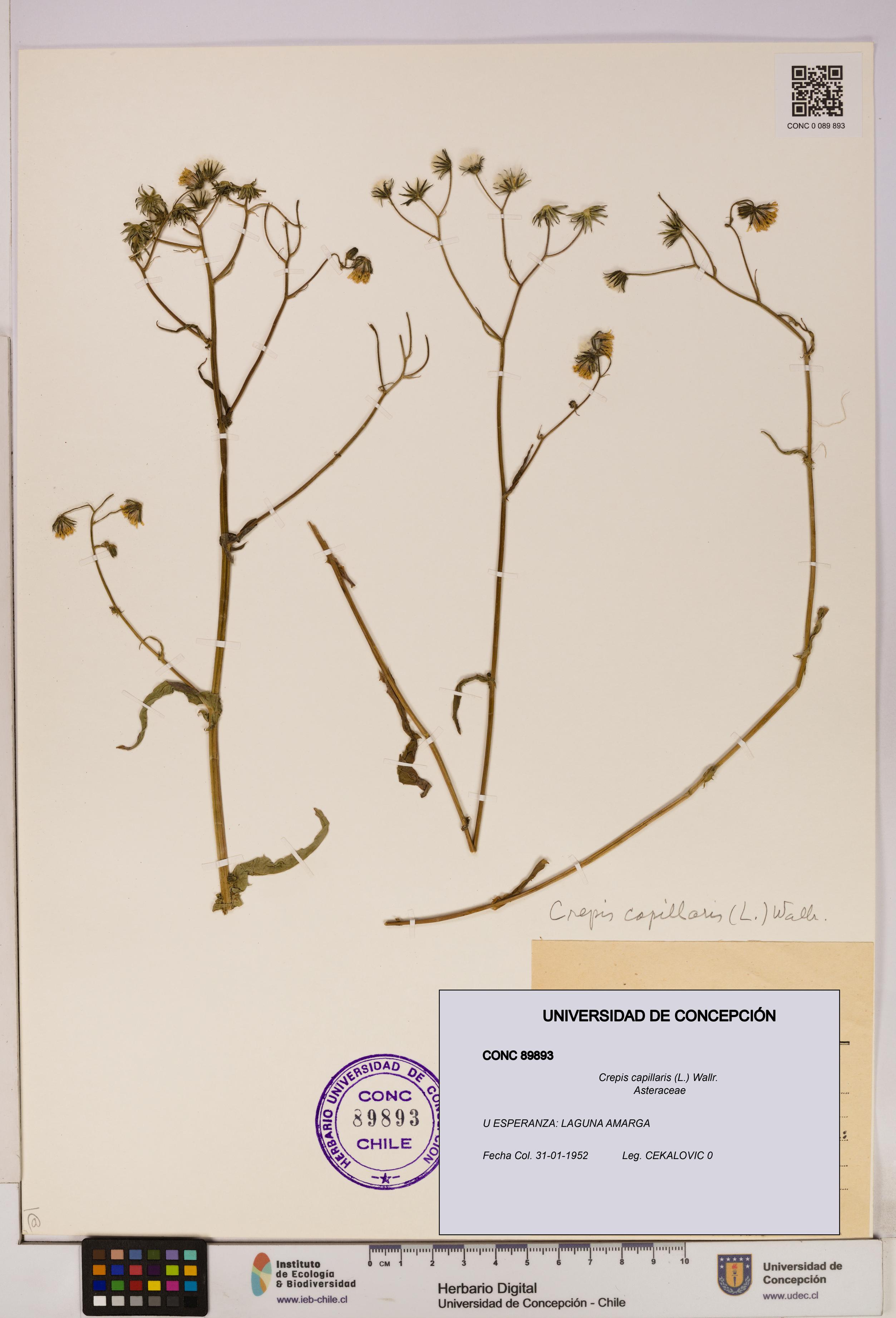Crepis capillaris [Espécimen: UDEC:CONC:0089893]