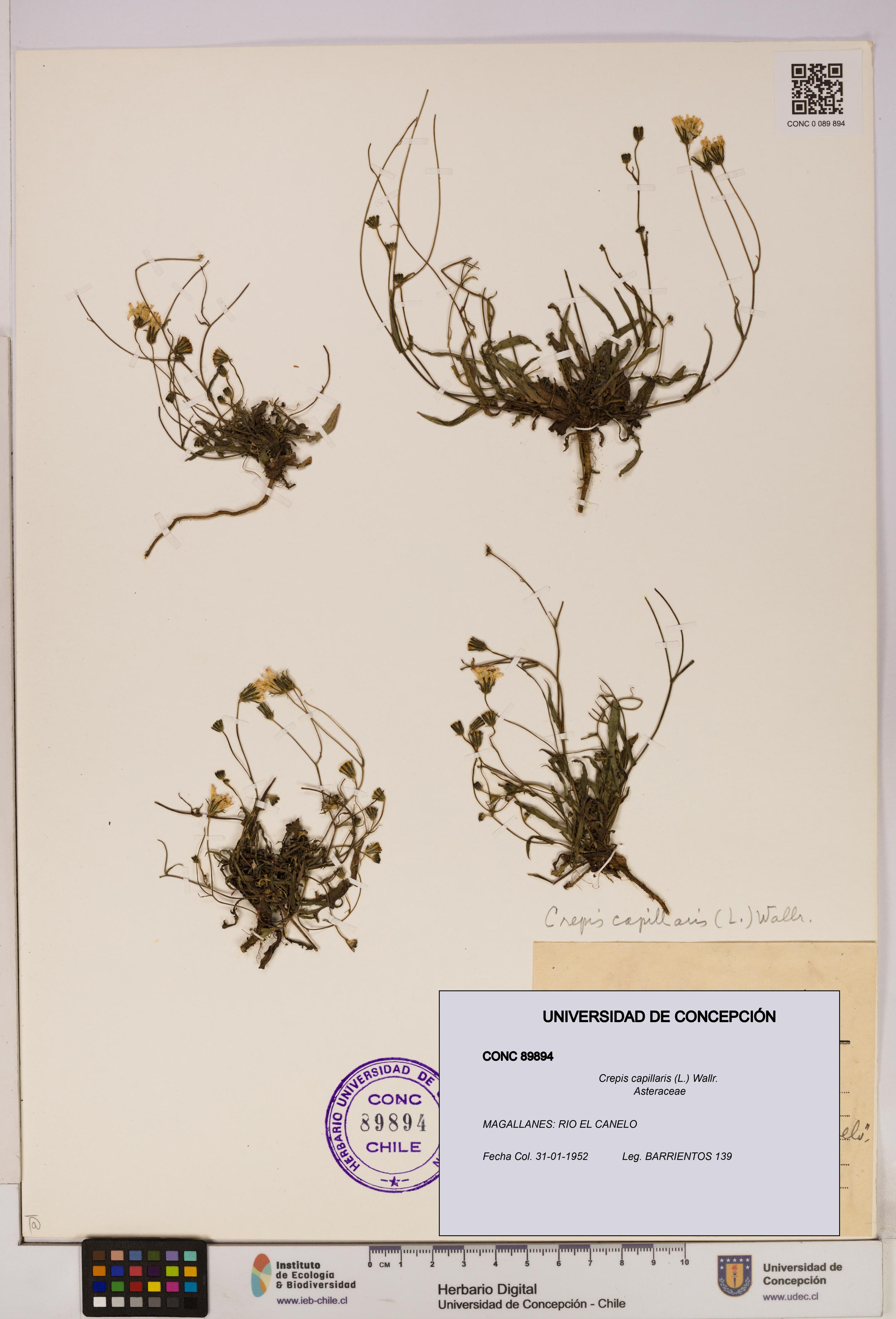 Crepis capillaris [Espécimen: UDEC:CONC:0089894]