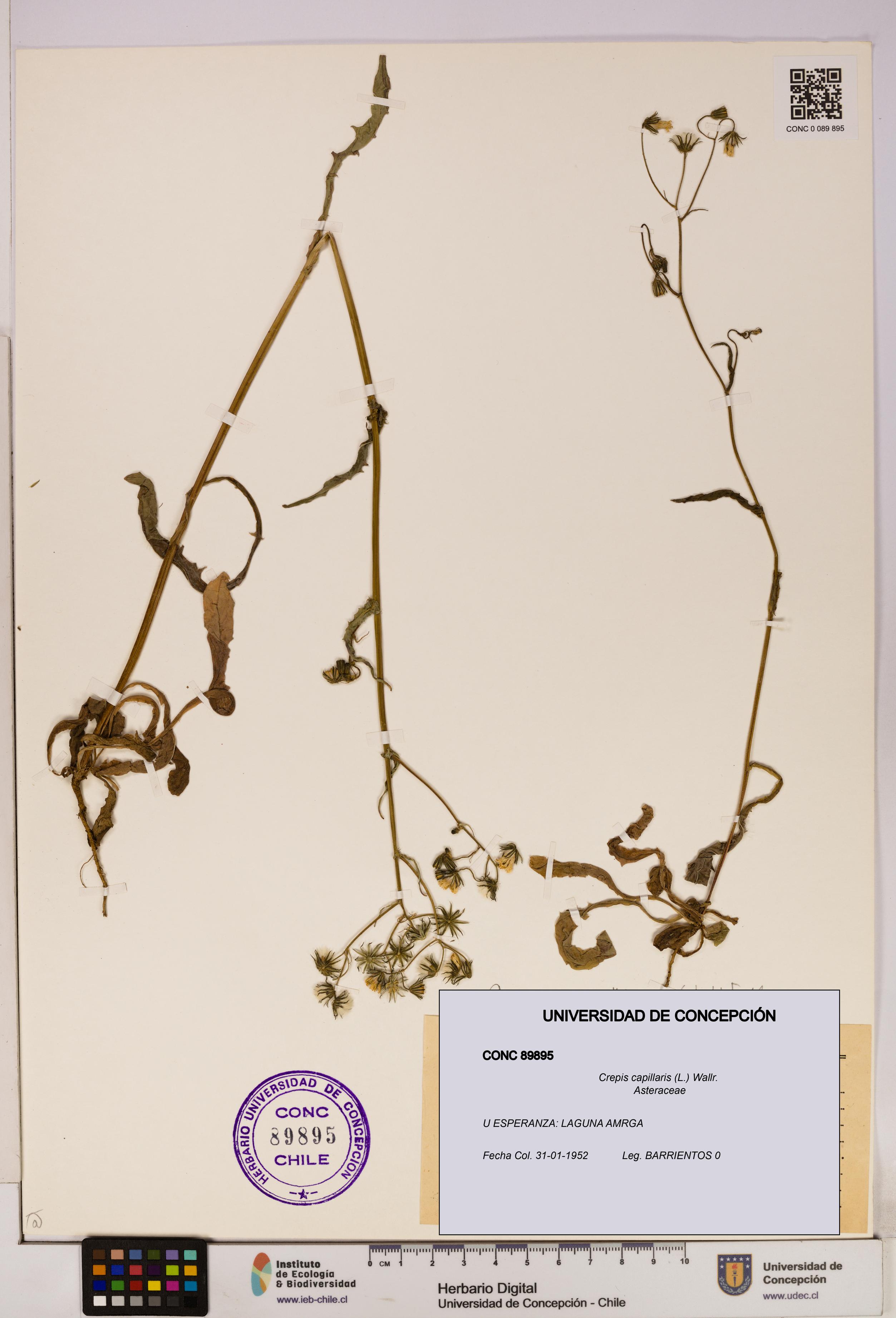 Crepis capillaris [Espécimen: UDEC:CONC:0089895]