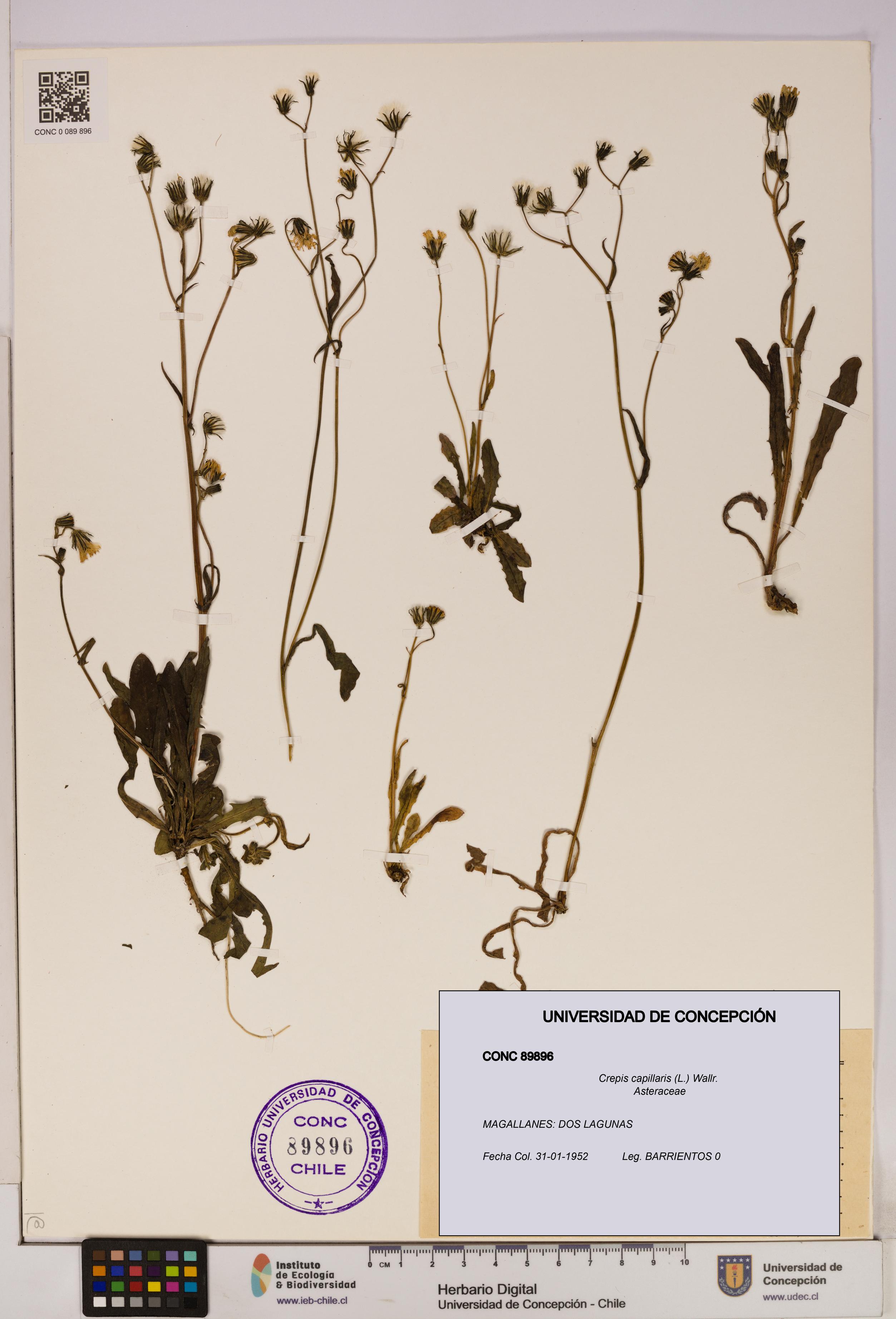 Crepis capillaris [Espécimen: UDEC:CONC:0089896]
