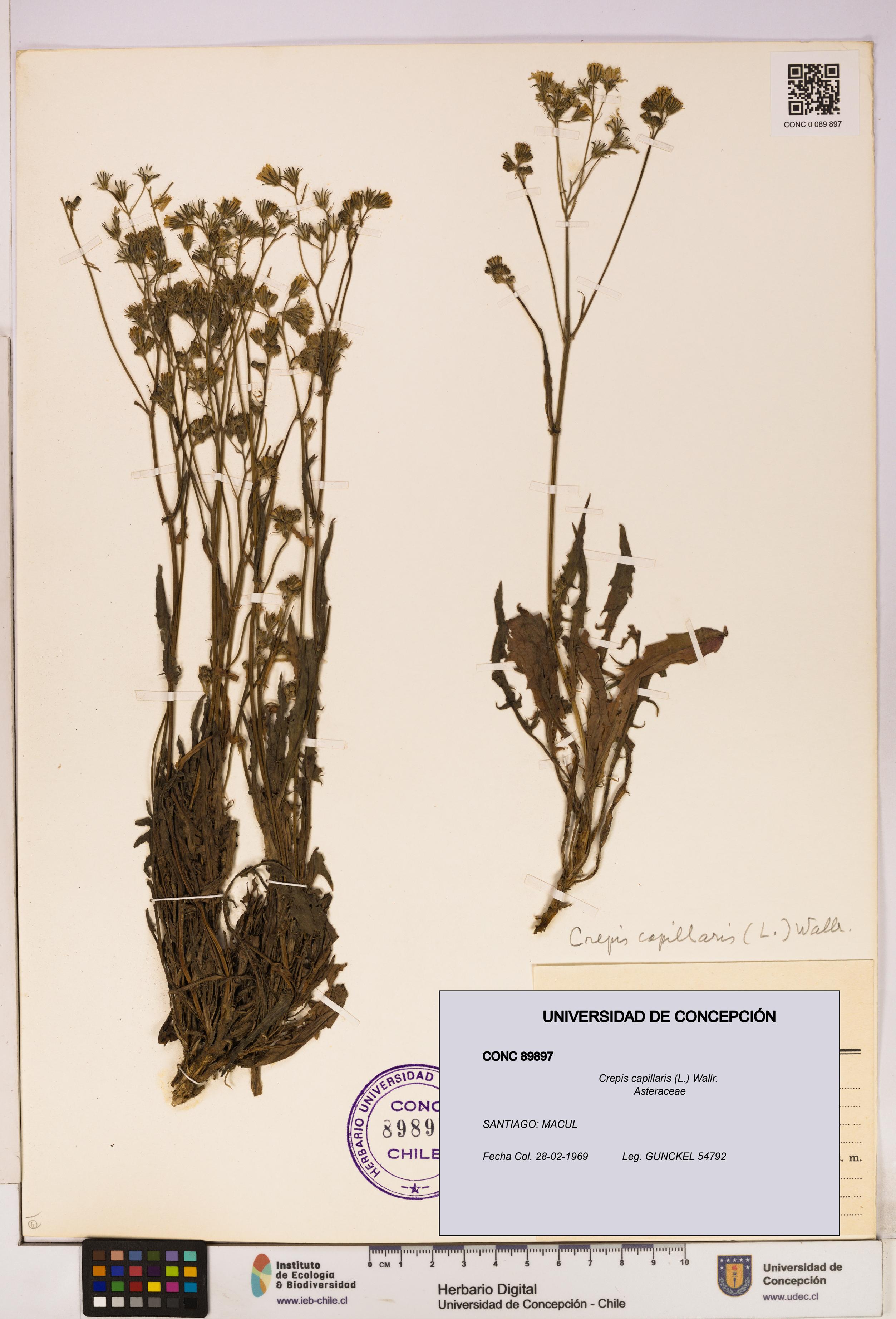 Crepis capillaris [Espécimen: UDEC:CONC:0089897]