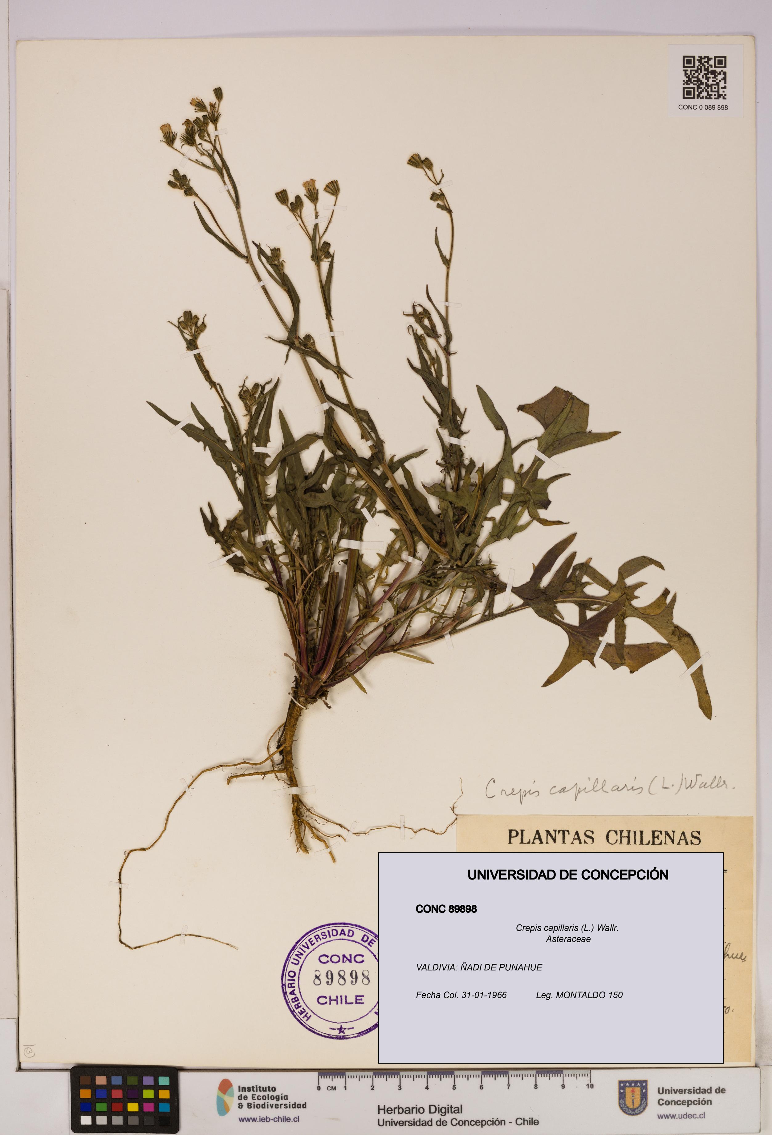 Crepis capillaris [Espécimen: UDEC:CONC:0089898]