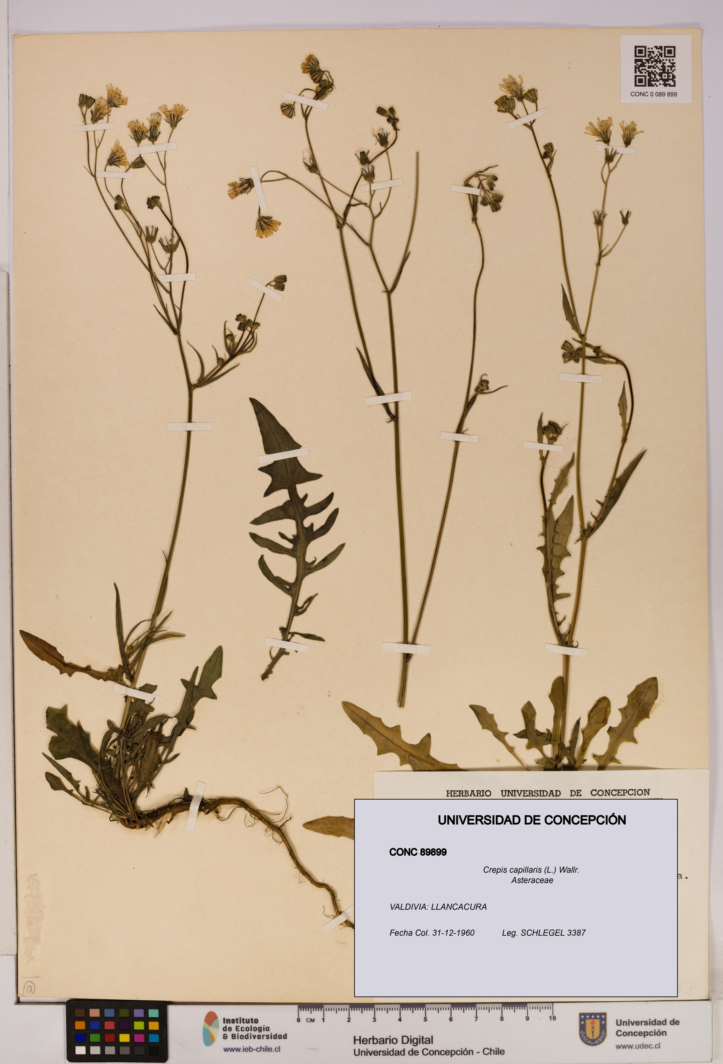 Crepis capillaris [Espécimen: UDEC:CONC:0089899]