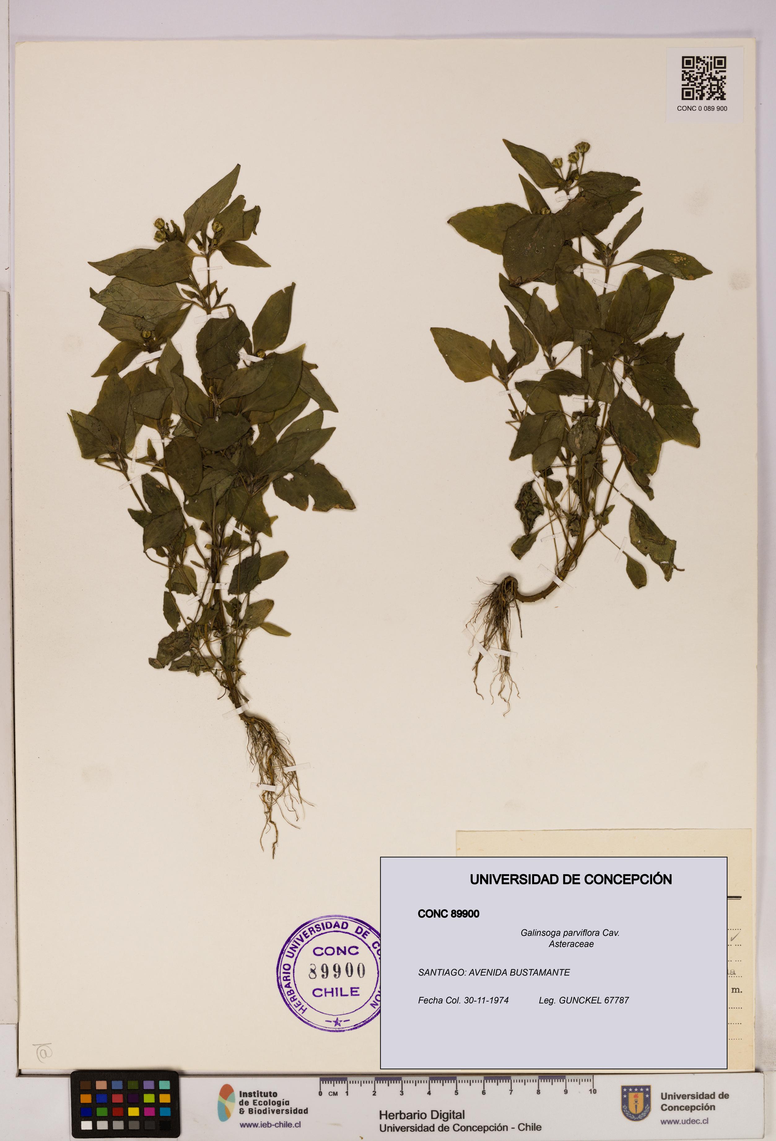 Galinsoga parviflora [Espécimen: UDEC:CONC:0089900]