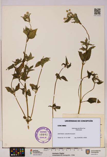 Galinsoga parviflora [Espécimen: UDEC:CONC:0089902]