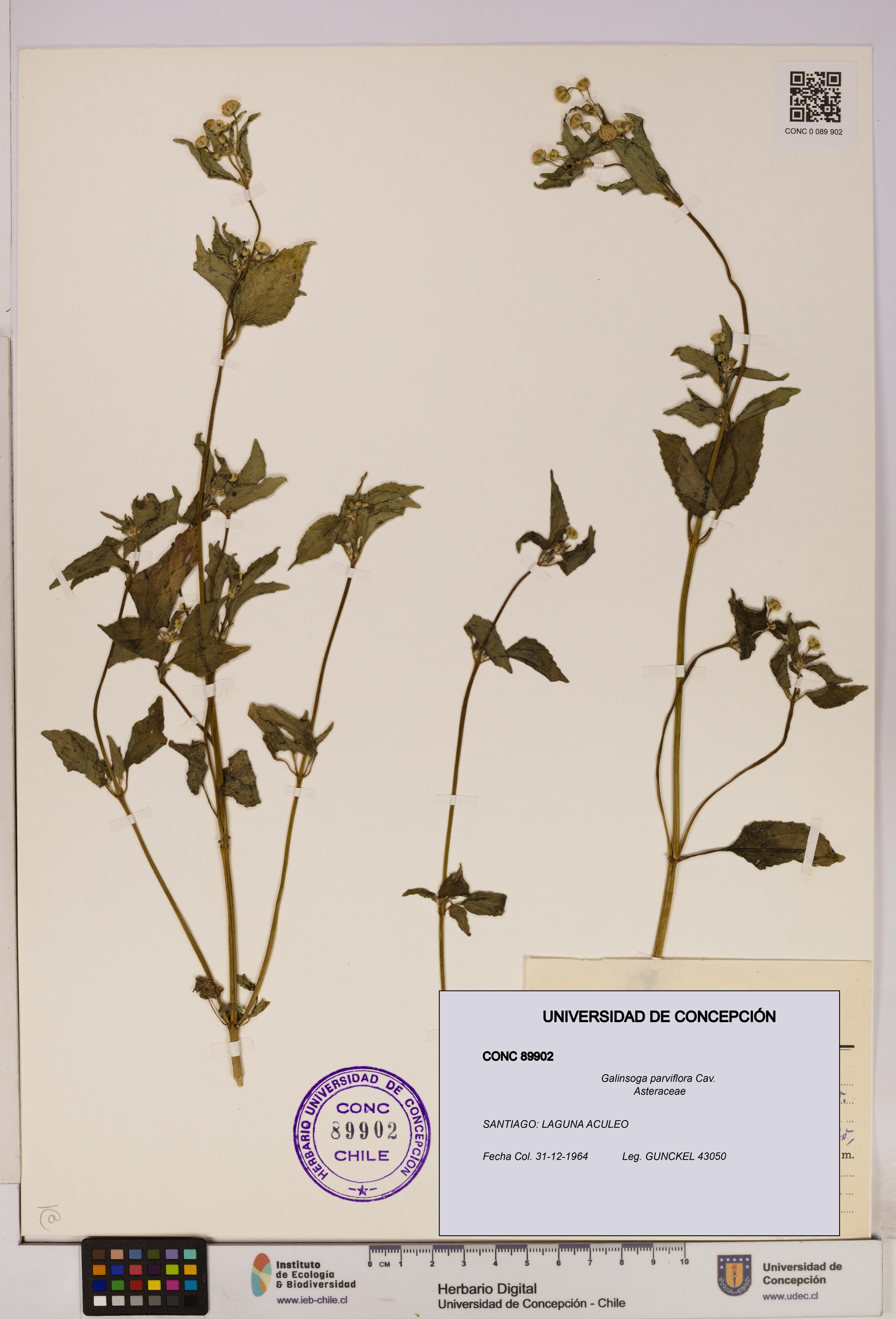 Galinsoga parviflora [Espécimen: UDEC:CONC:0089902]