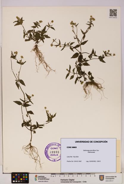 Galinsoga parviflora [Espécimen: UDEC:CONC:0089903]