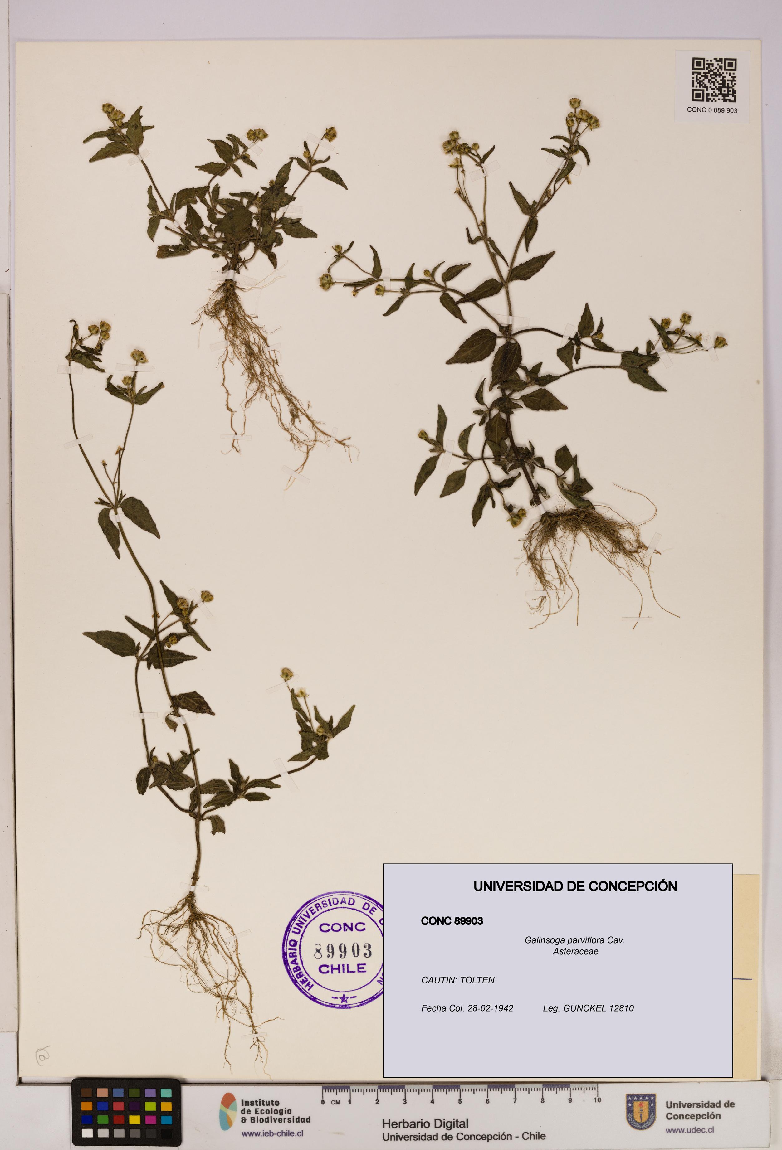 Galinsoga parviflora [Espécimen: UDEC:CONC:0089903]