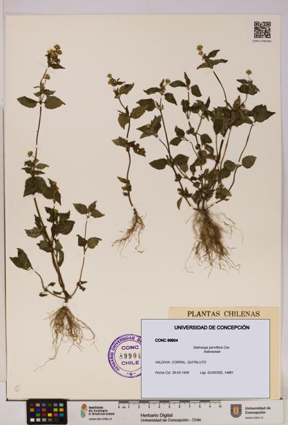 Galinsoga parviflora [Espécimen: UDEC:CONC:0089904]