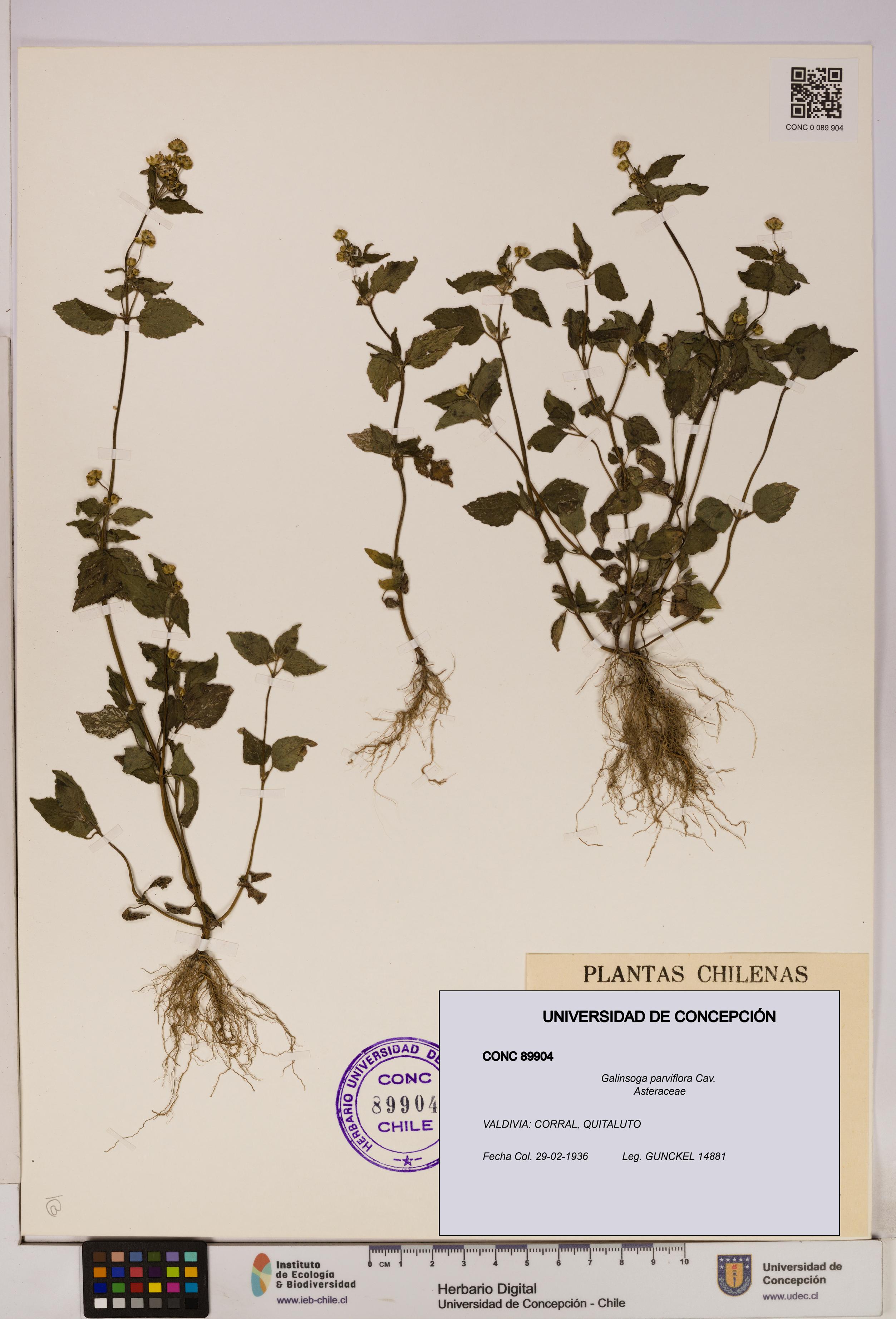 Galinsoga parviflora [Espécimen: UDEC:CONC:0089904]