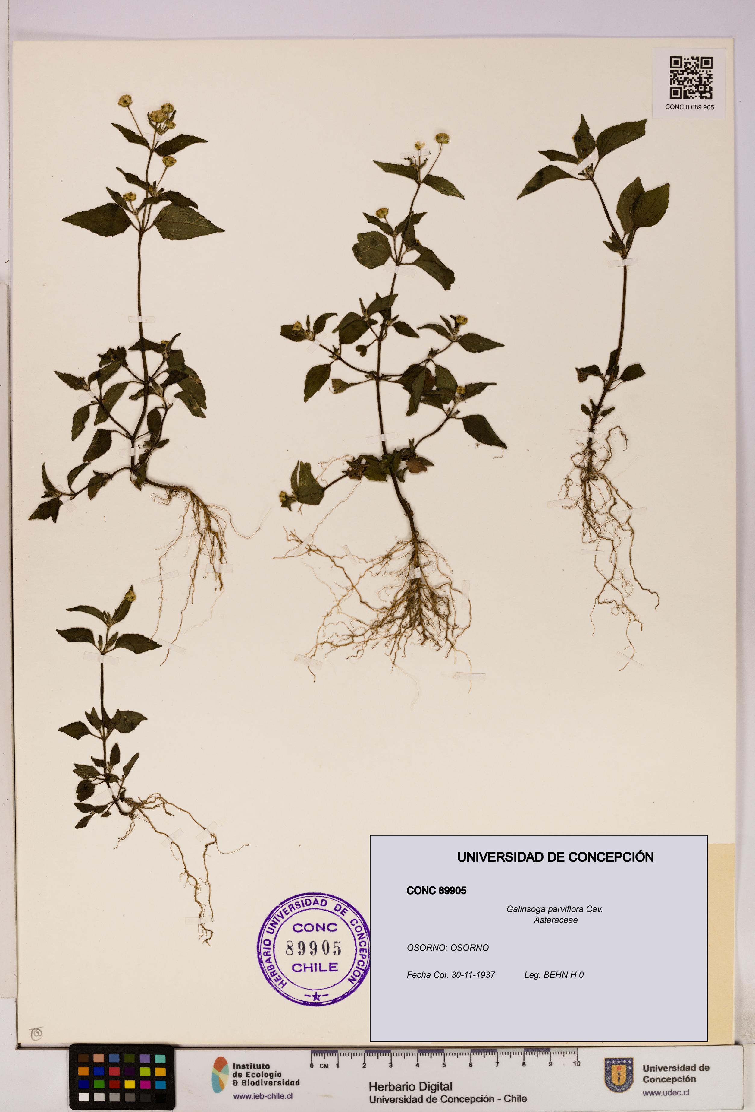 Galinsoga parviflora [Espécimen: UDEC:CONC:0089905]