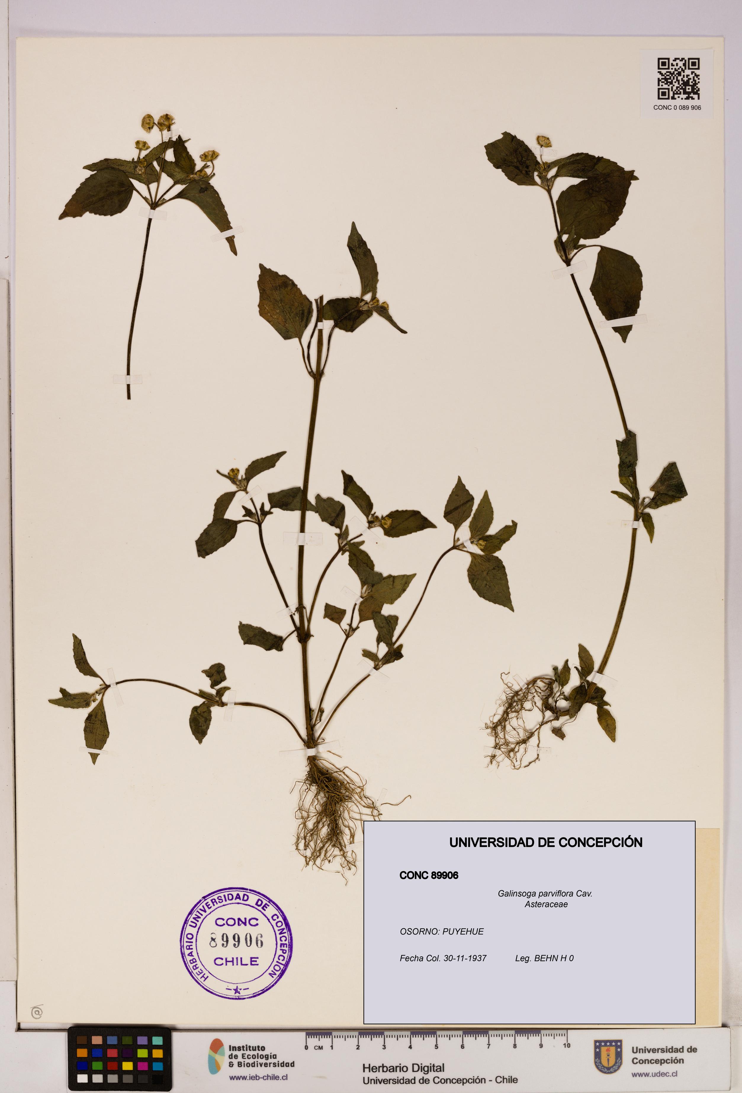 Galinsoga parviflora [Espécimen: UDEC:CONC:0089906]