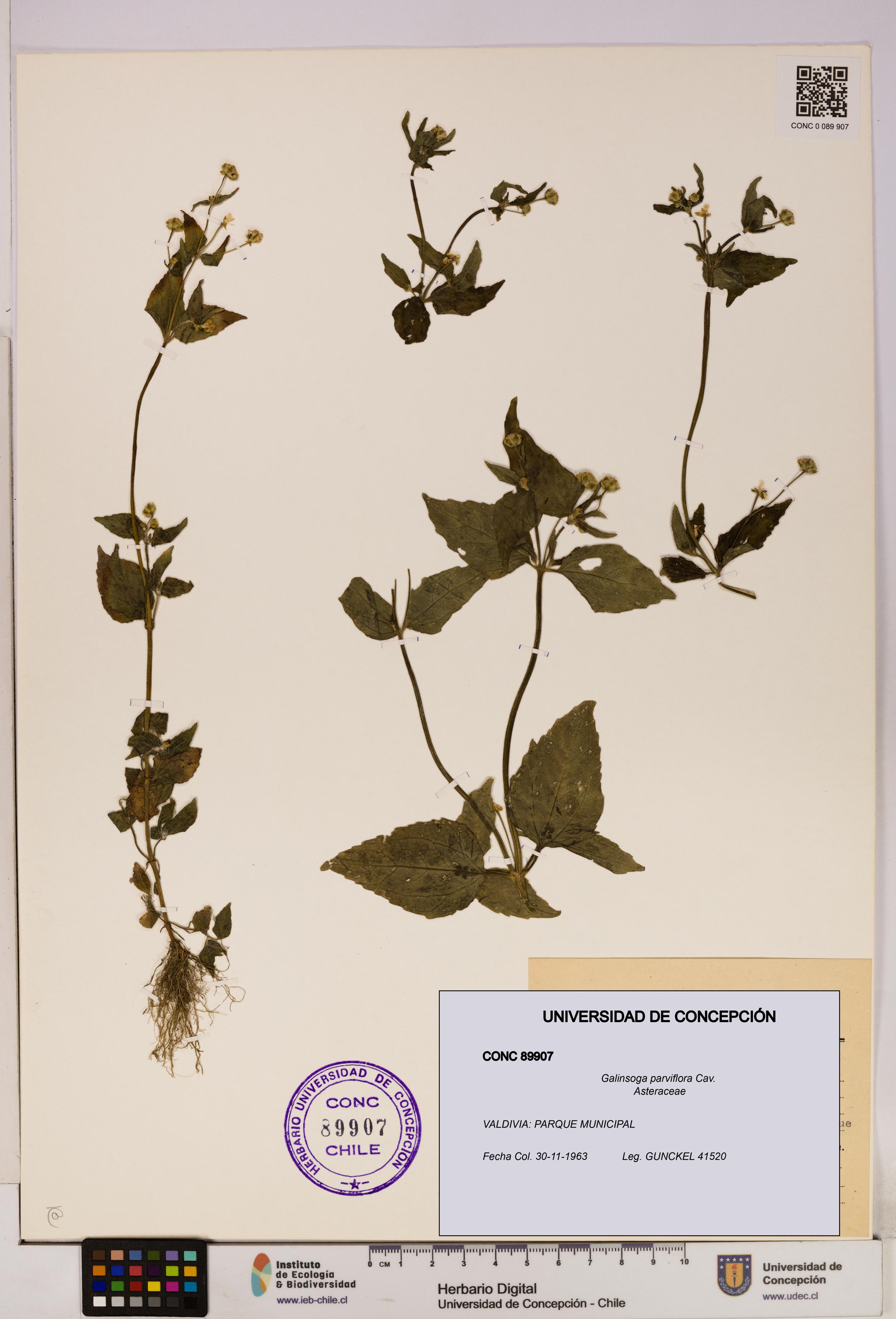 Galinsoga parviflora [Espécimen: UDEC:CONC:0089907]