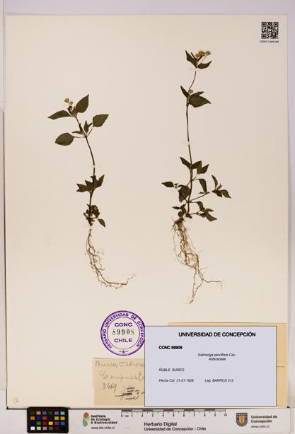 Galinsoga parviflora [Espécimen: UDEC:CONC:0089908]