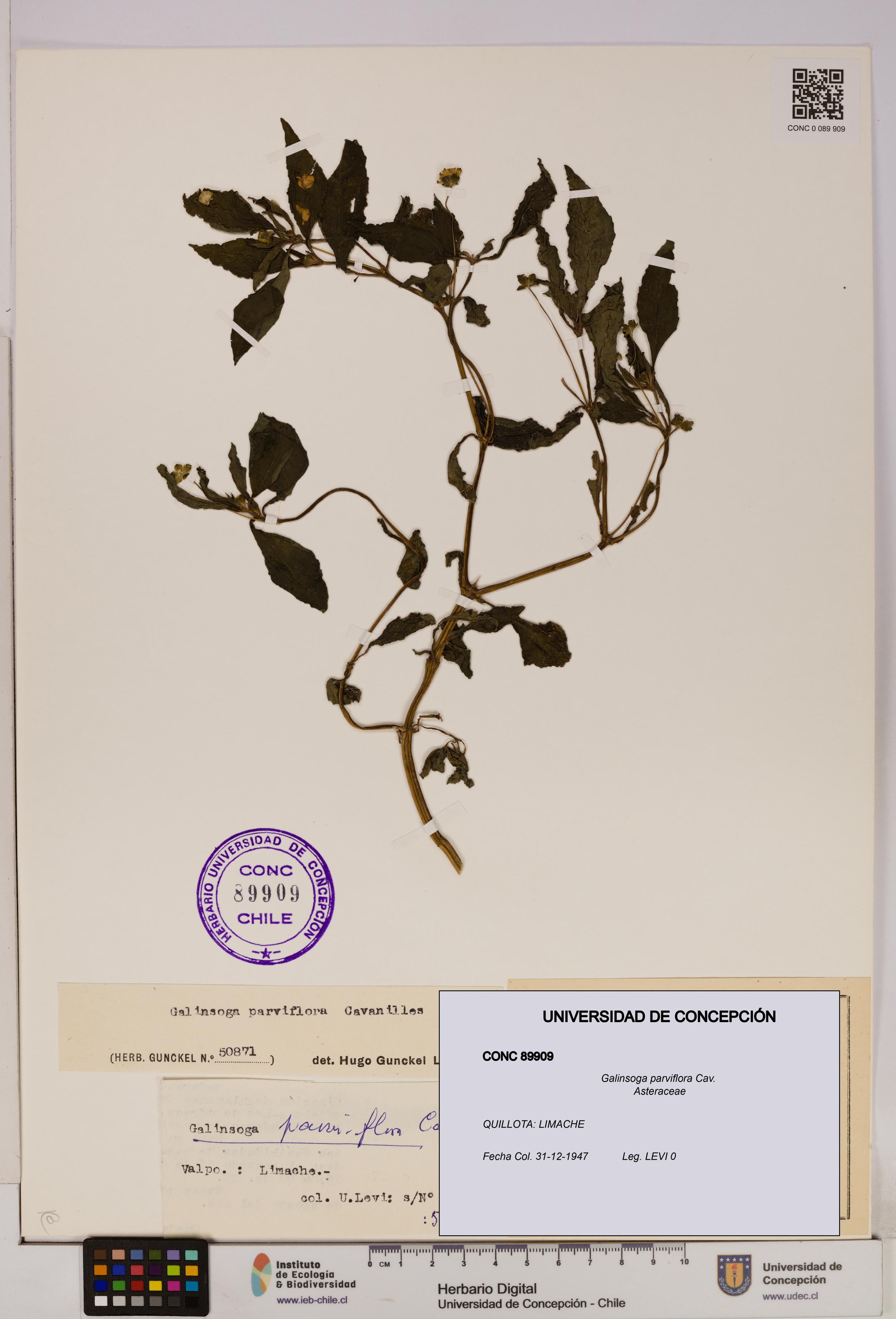 Galinsoga parviflora [Espécimen: UDEC:CONC:0089909]